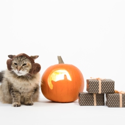 Guest Blog: Treats without Tricks – Giving Your Cat a Healthy Halloween